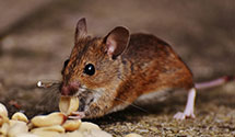 24 Hour & Emergency Exterminators in Hollidaysburg, PA